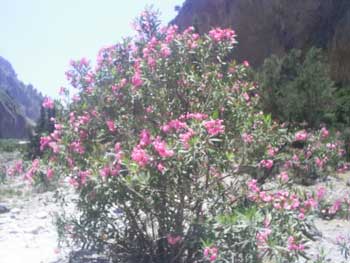 Blumen - Samariaschlucht auf Kreta