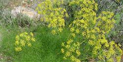 Fenchel