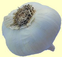 Knoblauch
