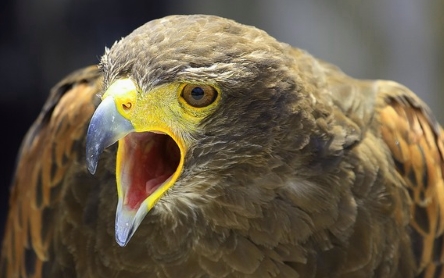 Mäusebussard