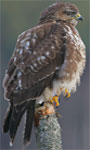 M�usebussard