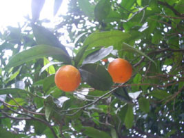 Orangen