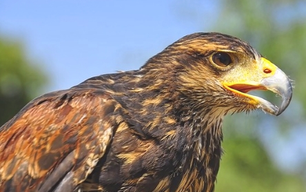 Steinadler