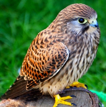 Turmfalke
