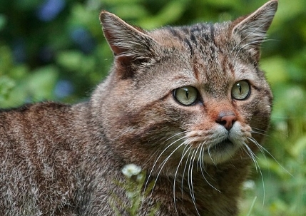 Wildkatze